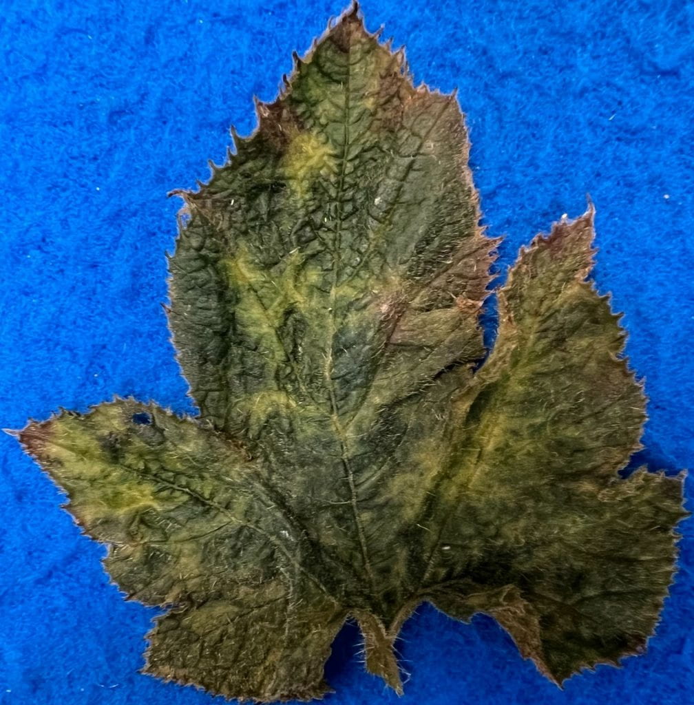 squash leaf with viral symptoms