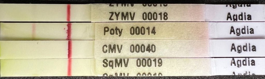 Agdia Immunostrips documenting presence of ZYMV in tested leaf
