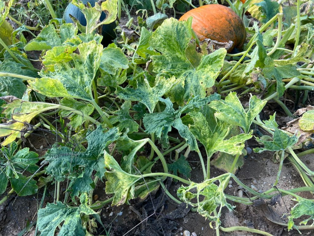 pumpkin fruit and leaves with virus symptoms