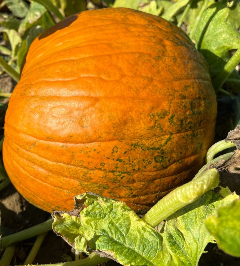 pumpkin fruit with virus symptoms
