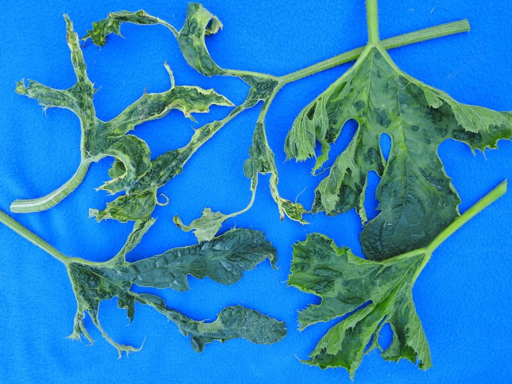 Pumpkin leaves with viral symtoms