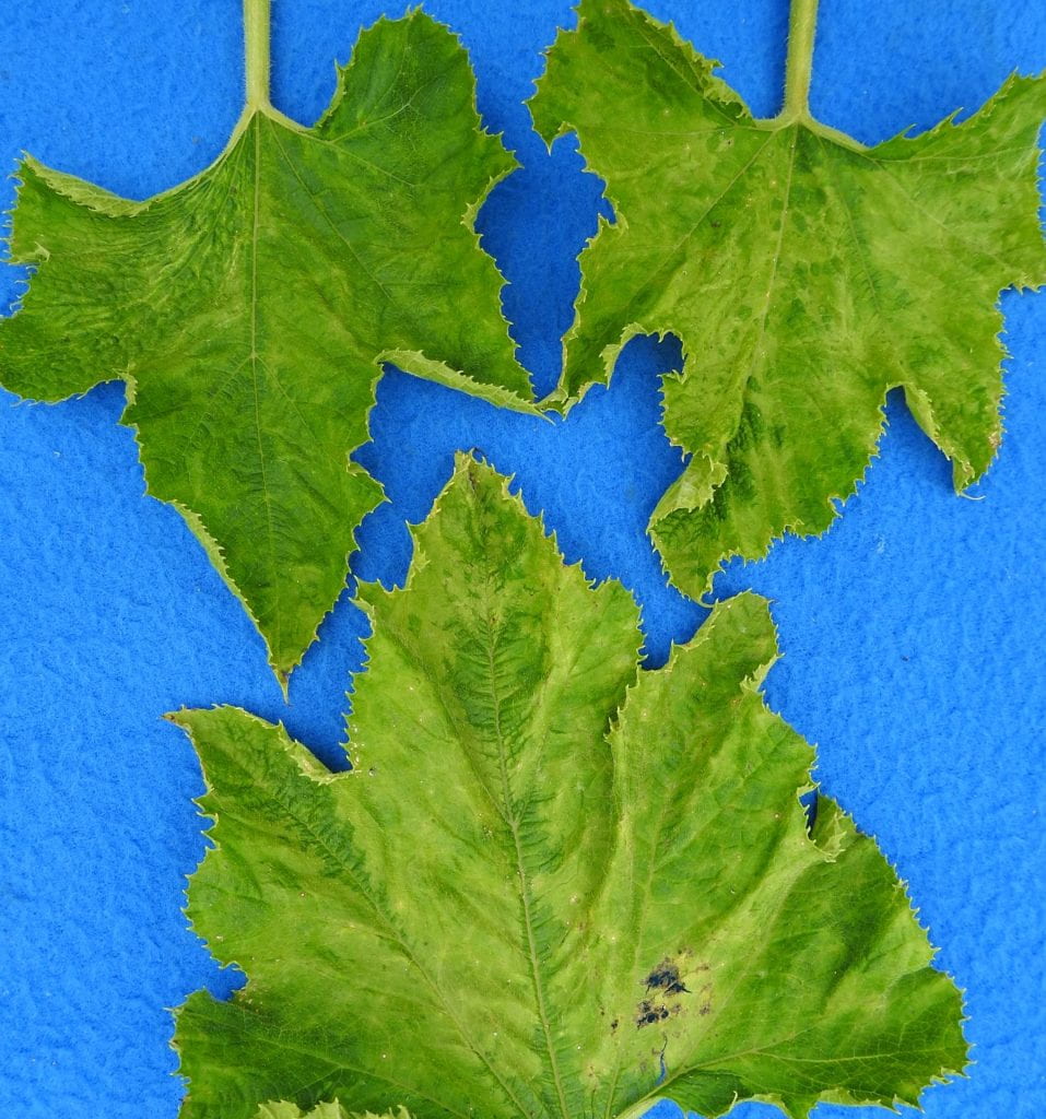squash leaves with viral symptoms