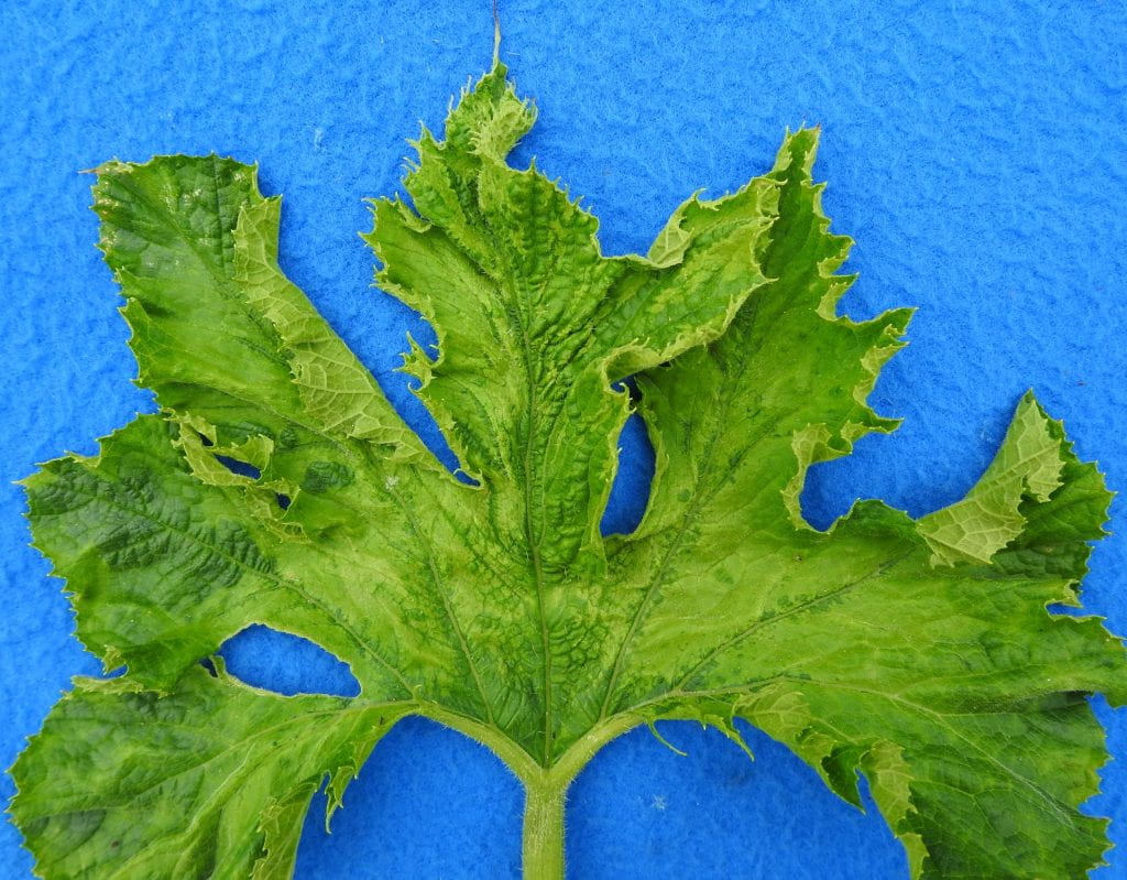 squash leaf with viral symptoms