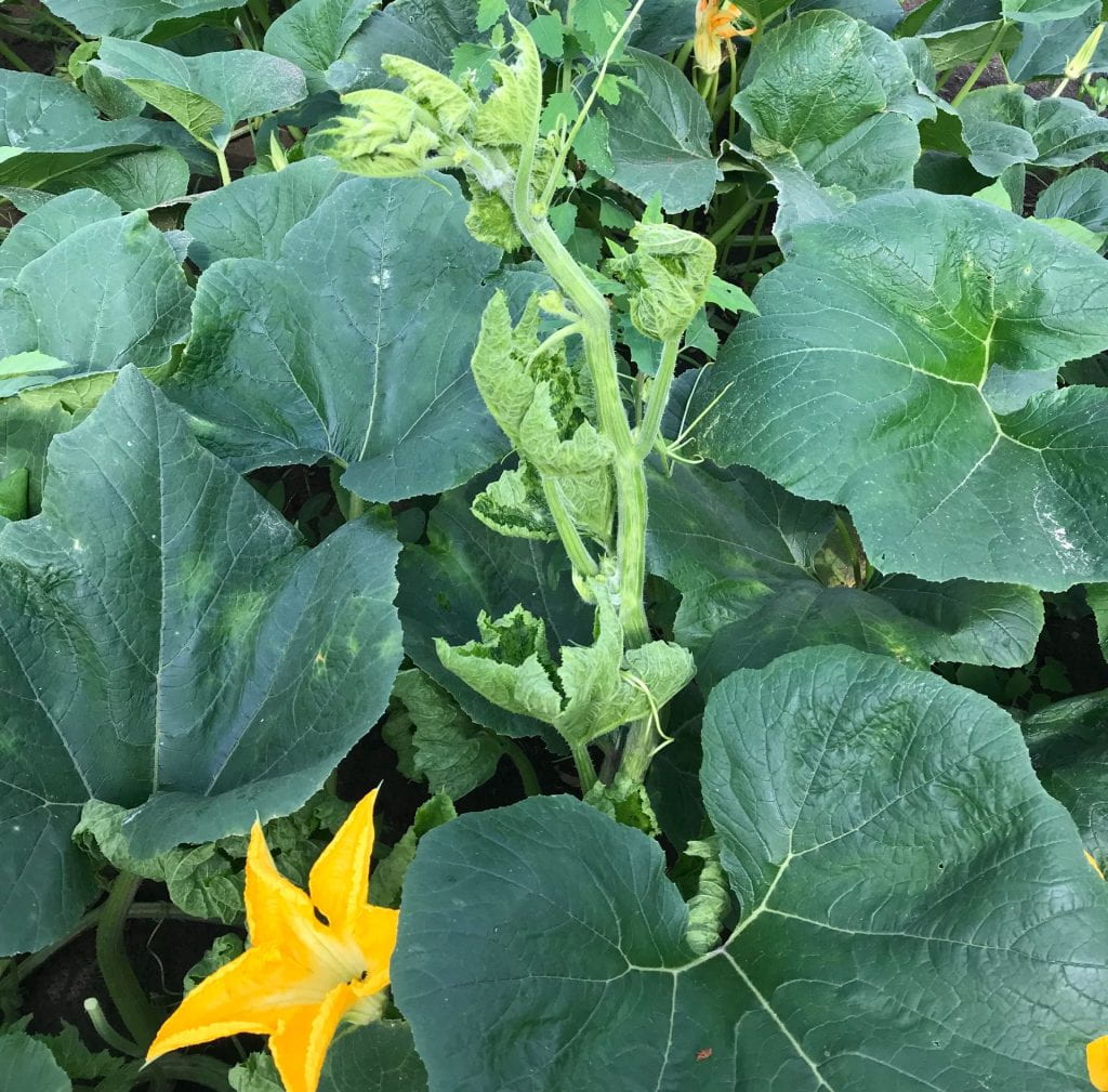 squash leaves in the field with viral symptoms