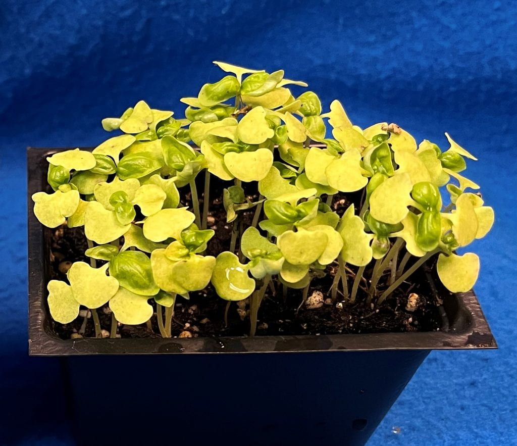 Basil seedlings with downy mildew symptoms