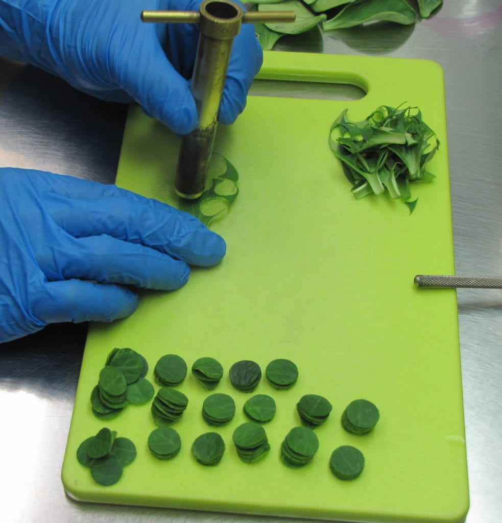 a metal tool cutting disks out of cotyledons