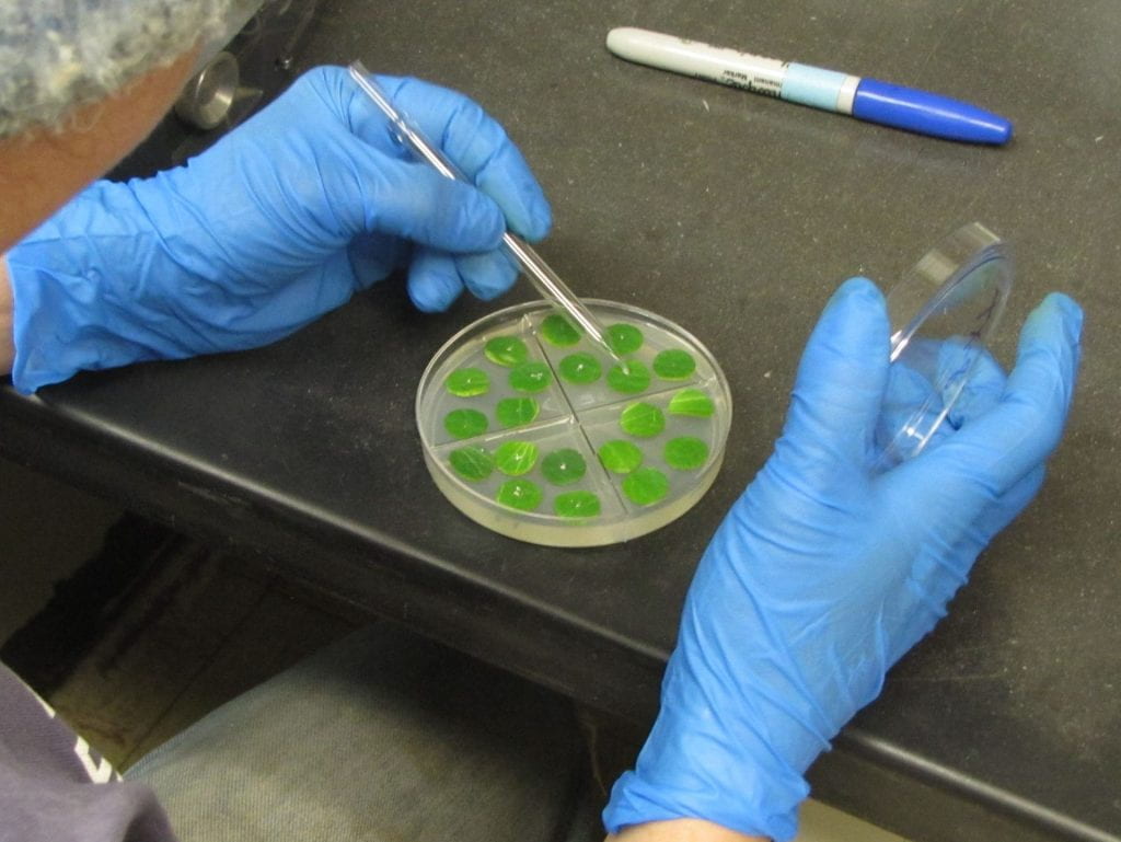 inoculating leaf disks in plate with powdery mildew spores