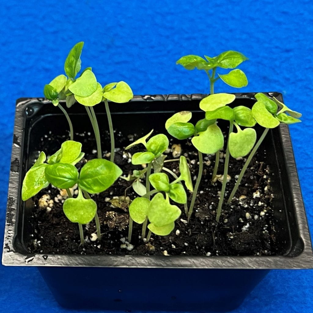 Basil seedlings with downy mildew symptoms