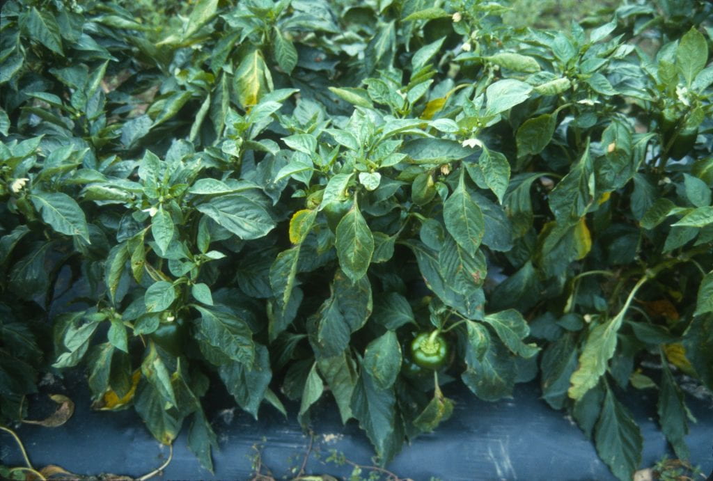 A preventively treated pepper plot
