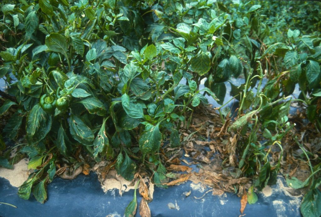 A nontreated pepper plot