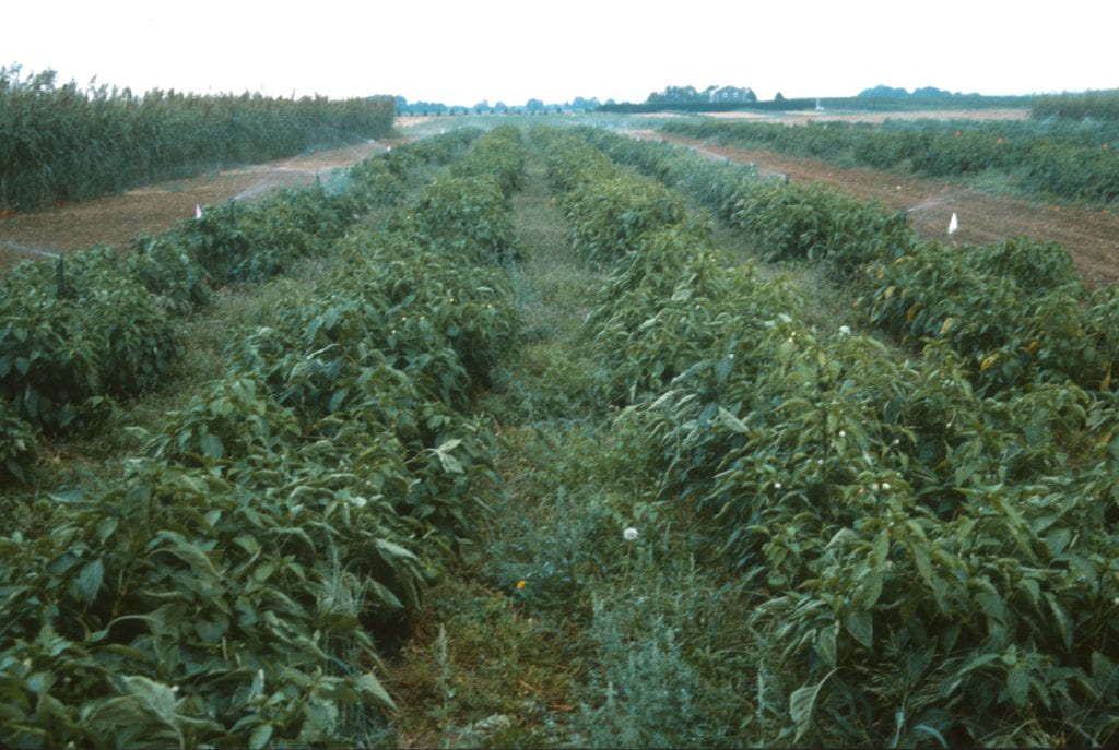 field of peppers with sprinklers running overhead