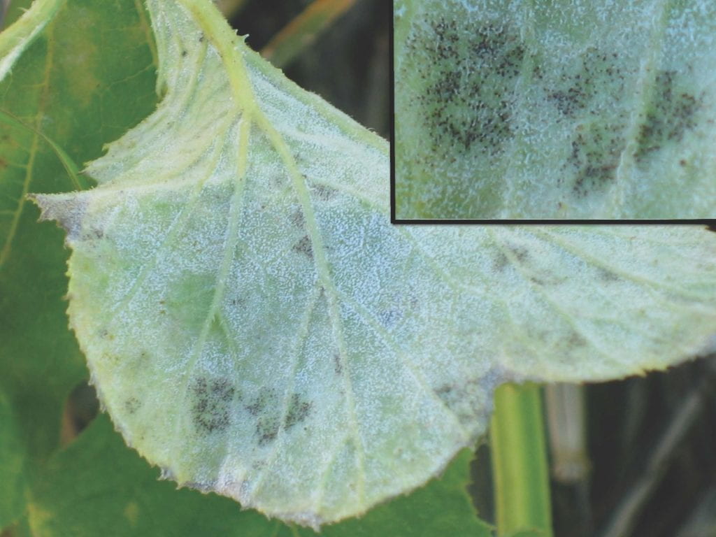 powdery mildew chasmothecia on the underside of a leaf.