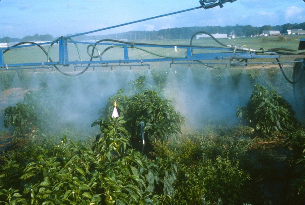 pepper plants getting sprayed with pesticides in field.
