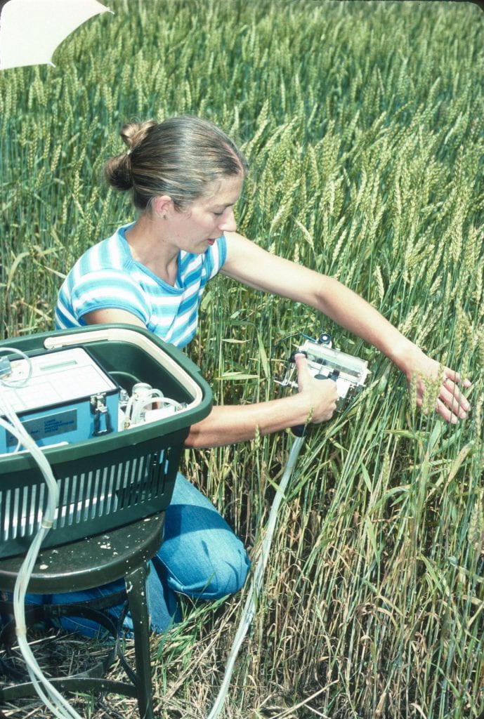 Meg McGrath conducting research in wheat field.