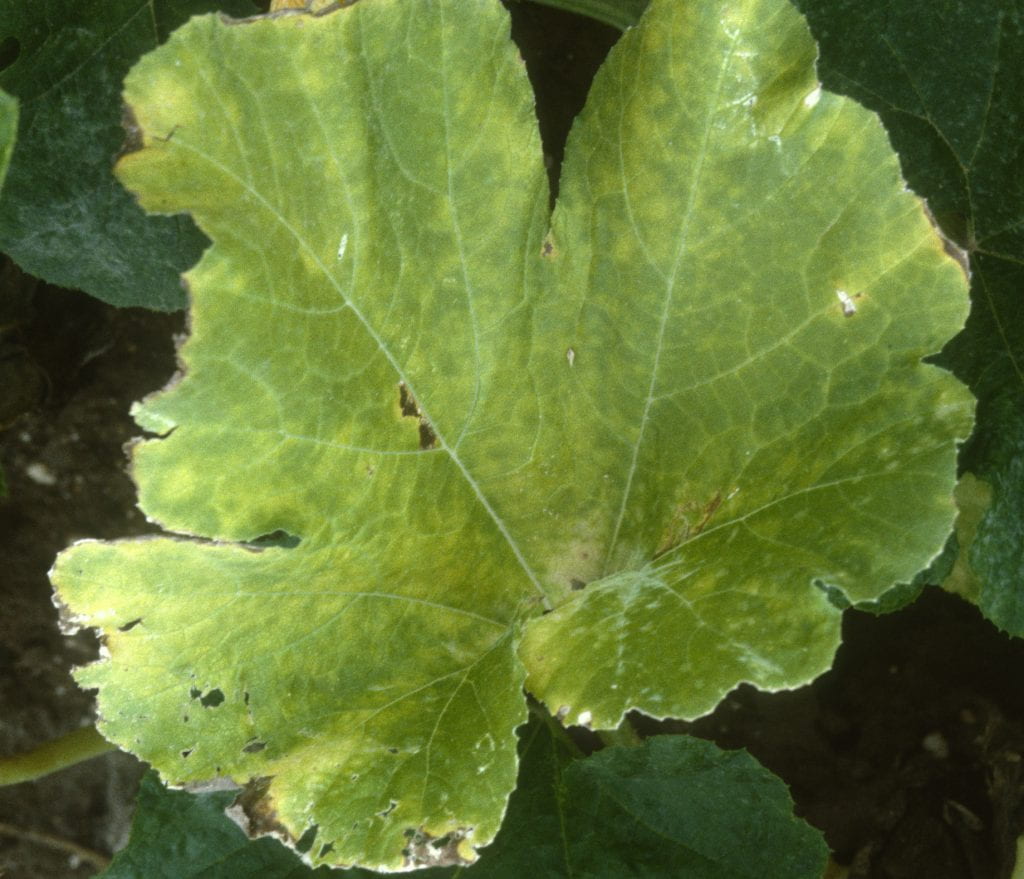 yellow upper surface of pumpkin leaf