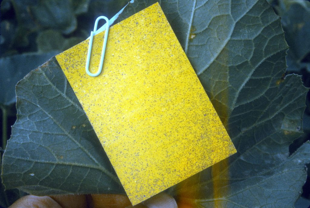 water sensitive paper on melon leaves displaying okay spray coverage,