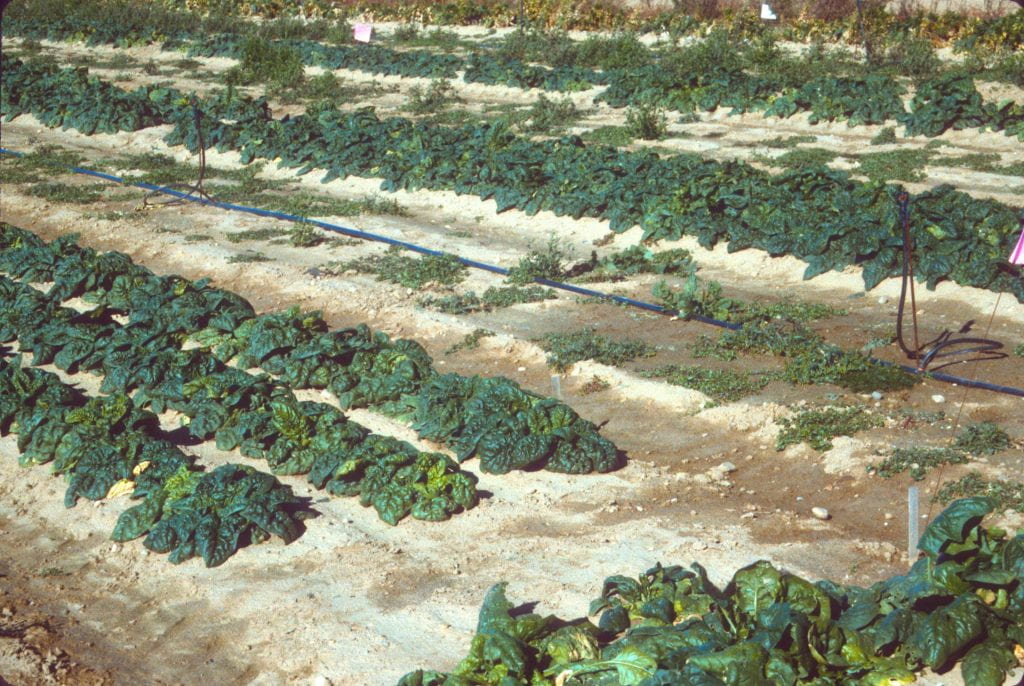 Overview of spinach planting in field.