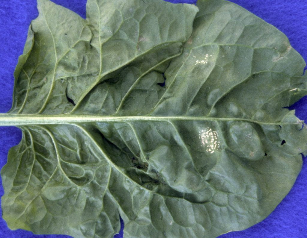 spinach leaf on blue cloth with white rust symptoms