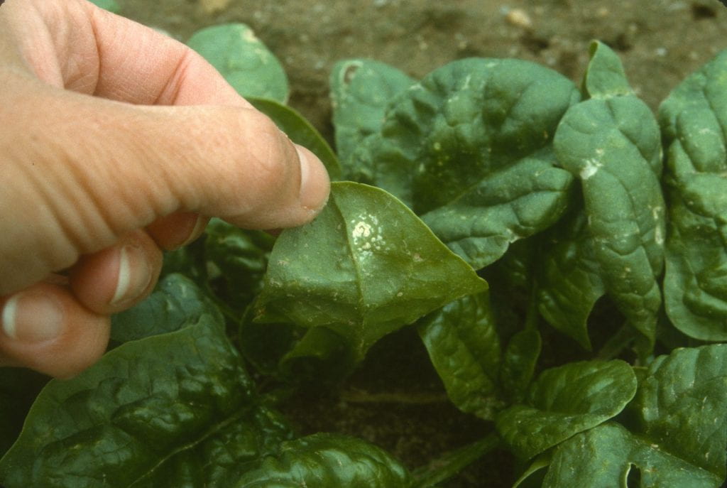 spinach leaf in field with white rust symptoms