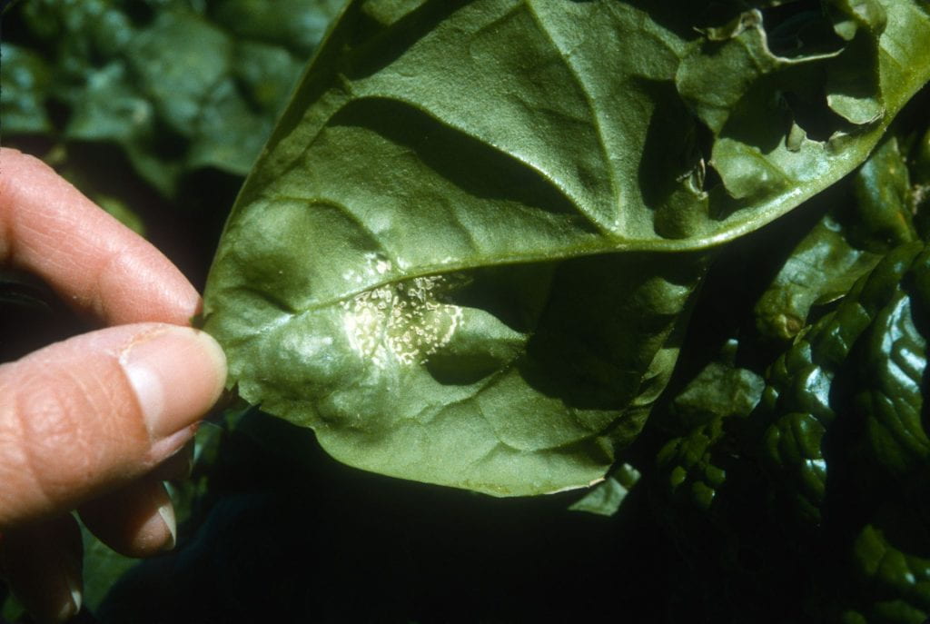 spinach leaf with white rust symptoms