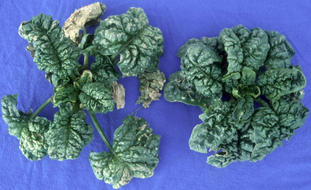 nontreated spinach leaves with white rust symptoms