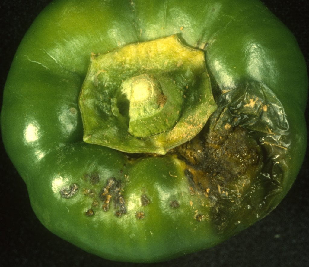 Bacterial leaf spot symptoms on pepper fruit