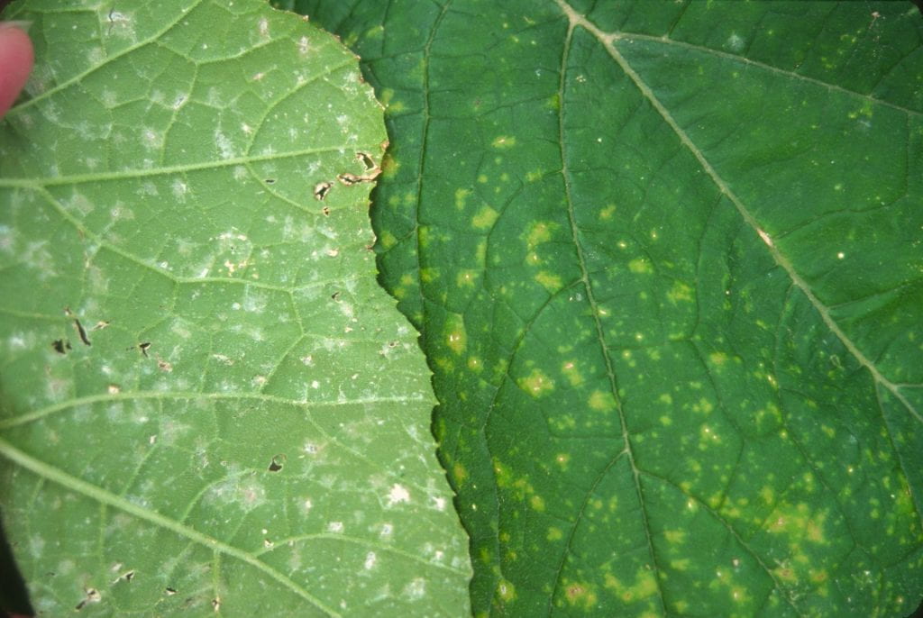 Powdery mildew symptoms on pumpkin leaf.