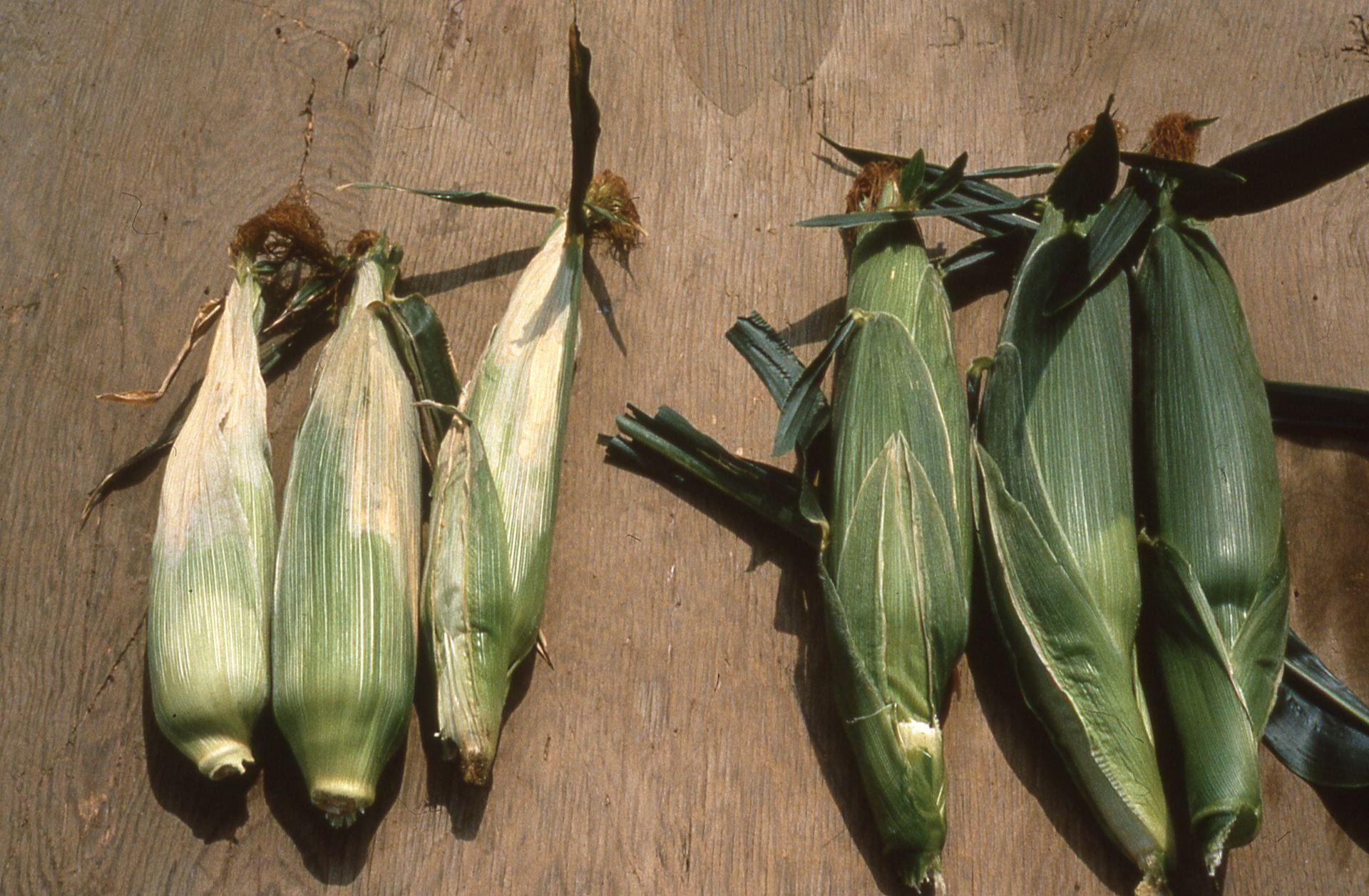 ears affected by stewarts wilt