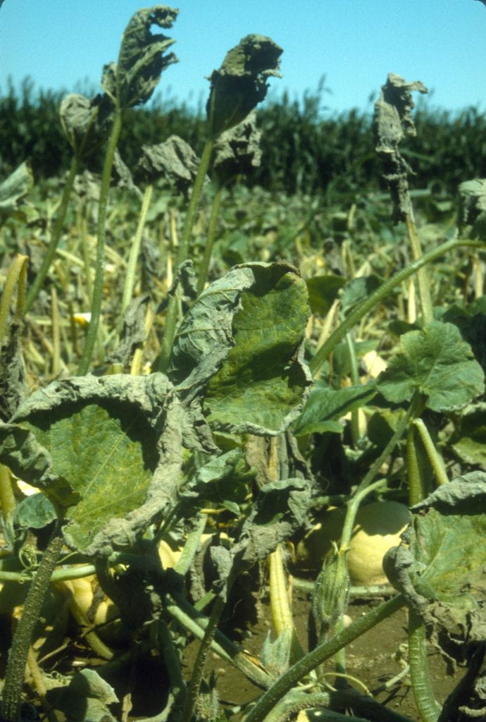 Winter squash leaves in field with downy mildew symptoms.