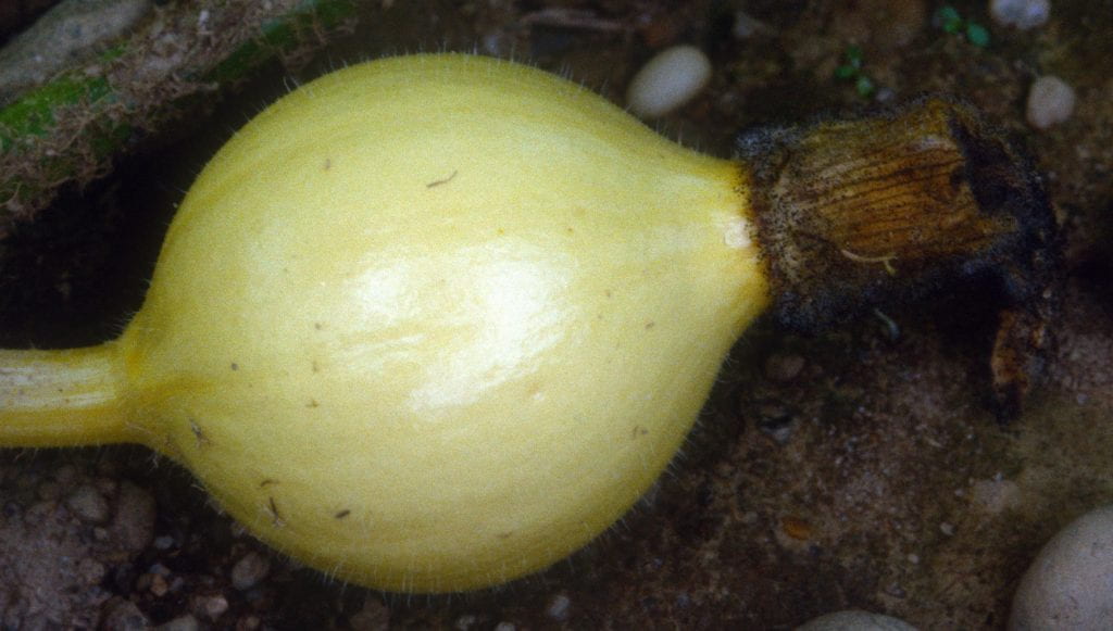 Choanephora symptoms on a developing pumpkin fruit.