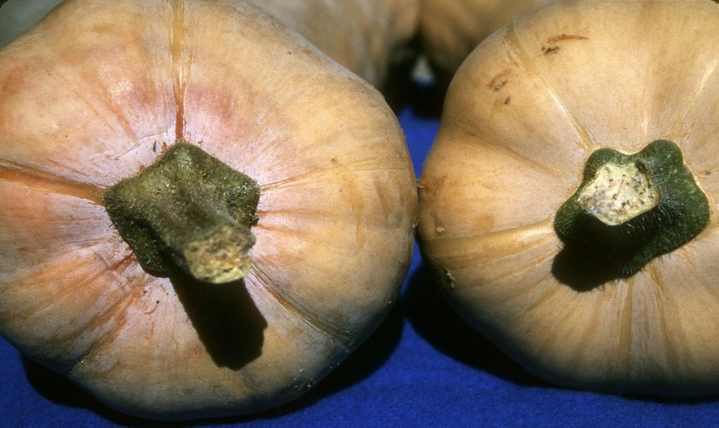 Phytophthora on butternut squash fruit