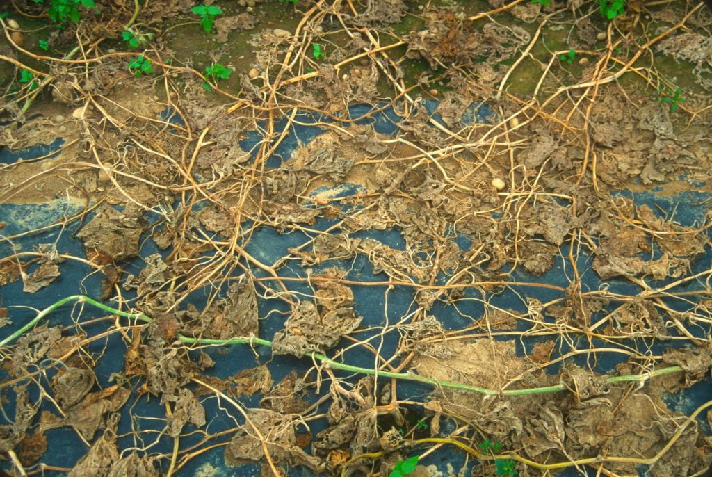 A non-treated melon plot with dead leaves due to powdery mildew