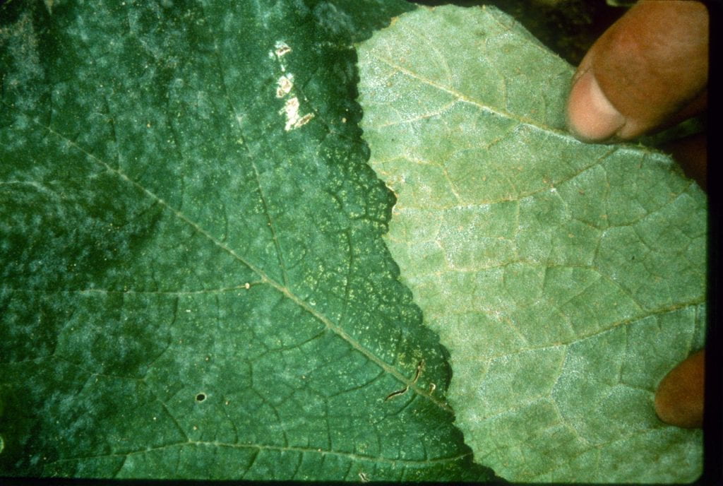 Severe powdery mildew infection on pumpkin leaf