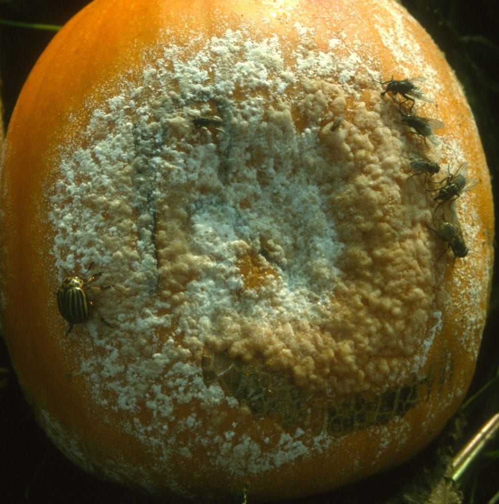 Insects on a Phytophthora rotted pumpkin fruit