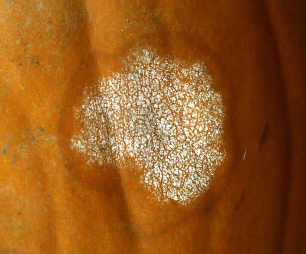 Phytophthora on pumpkin fruit