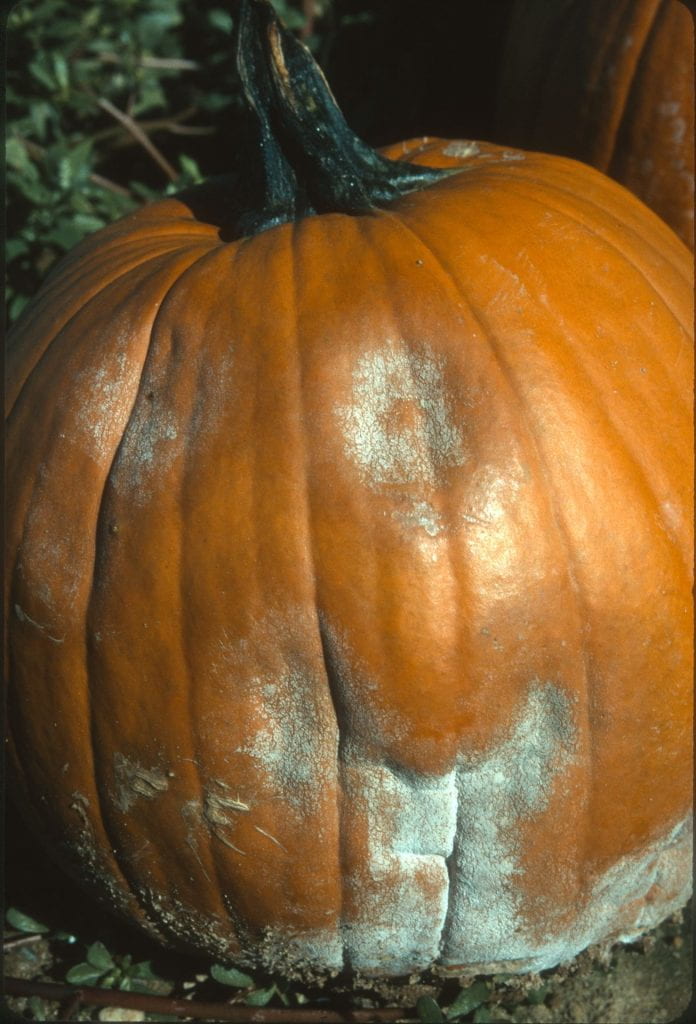 Phytophthora on pumpkin fruit