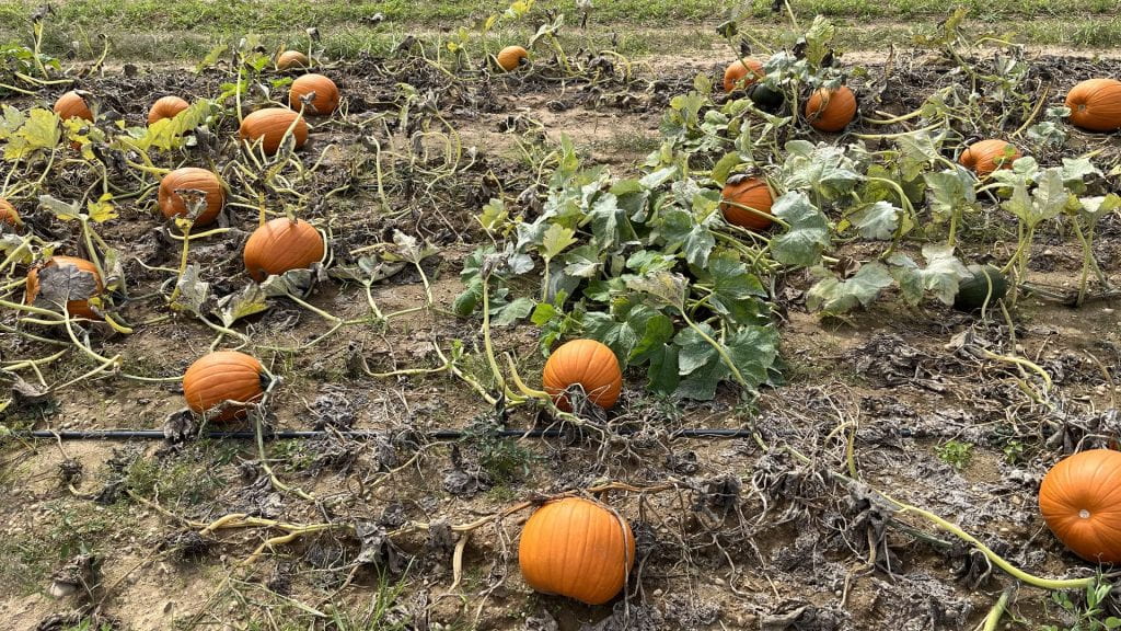 A nontreated pumpkin plot