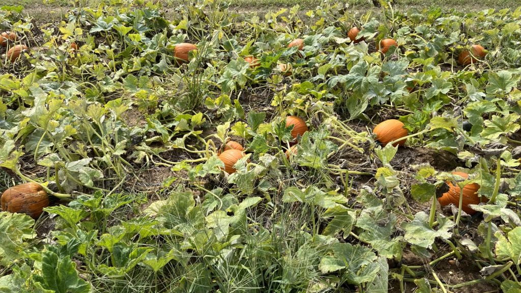 A treated pumpkin plot