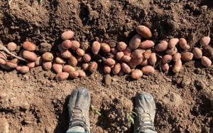 Boots standing below a furrow filled with potatoes