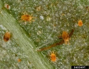 Twospotted spider mites