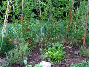 A vegetable garden: leeks, trelised cherry tomatoes, rosemary, parsley, marigolds