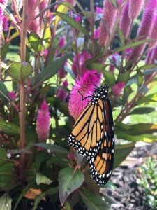Monarch butterfly perched on magenta wheat celosia flower