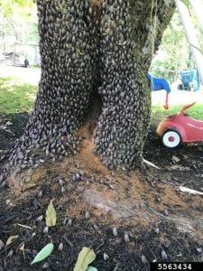 Thousands of Spotted Lanternfly adults clustered togeth on the base of a tree