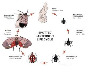 Spotted Lanternfly life cycle - Eggs (October - June), Hatch and 1st Instar - black with white spots (May-June), 2nd instar - black with white spots (June-July), 3rd instar - black with white spots (June-July), 4th instar - red with white and spots (July-September), Adult (July to December), Egg Laying (September-Decemeber)