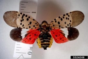 Adult Spotted Lanternfly with spread wings measuring 1 inch in length