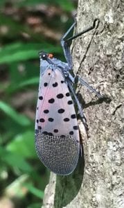 Spotter lanternfly adult on a tree trunk