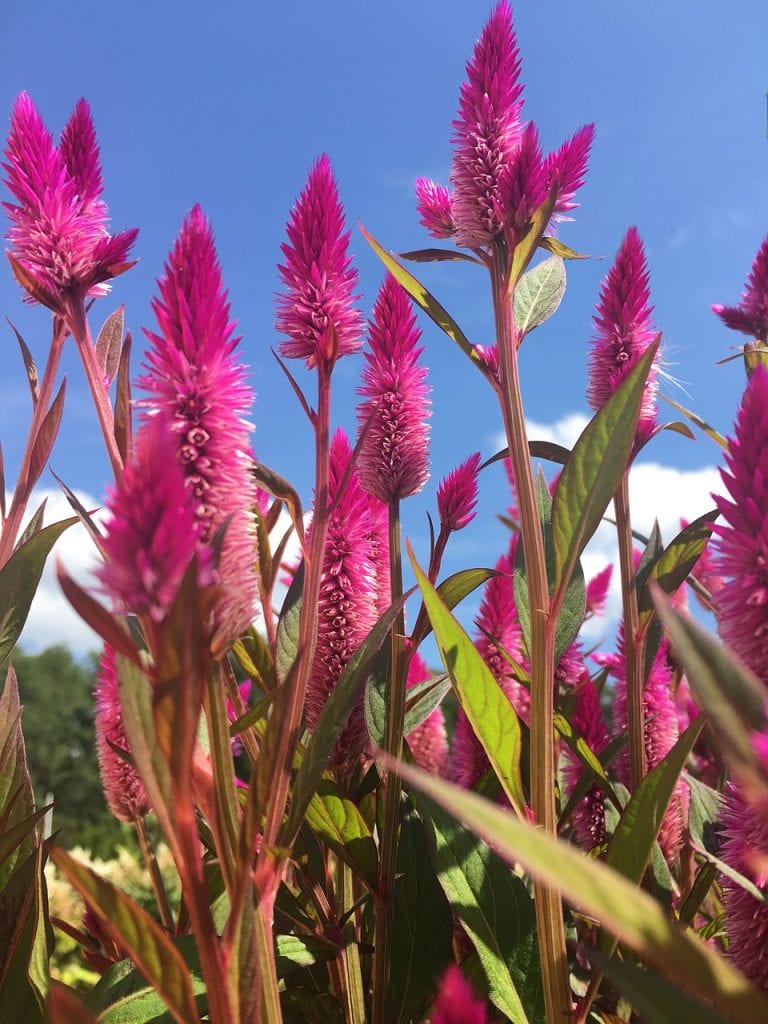 The Eternal Flame of Summer: Celosia | Gardening in Orange County New York