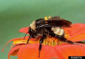 Close up of a bumble bee on an orange flower