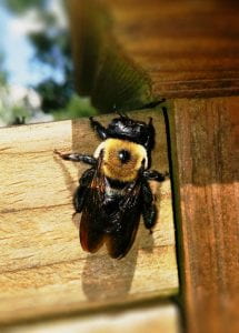 Close-up of a carpenter bee on a wooden fence