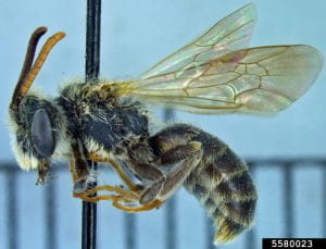Pinned mining bee specimen